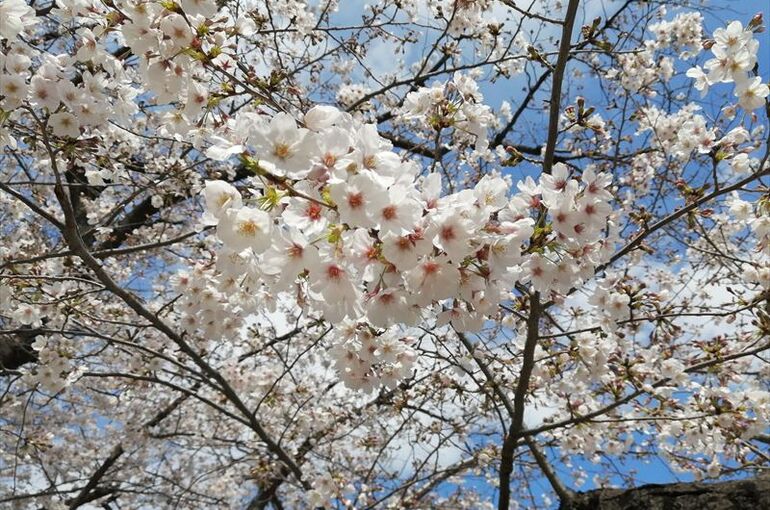 桜ブログ_R